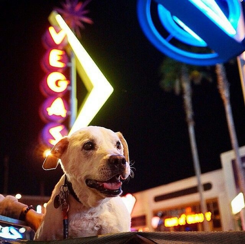 The guy went on a trip with his dog, knowing that this is their last adventure