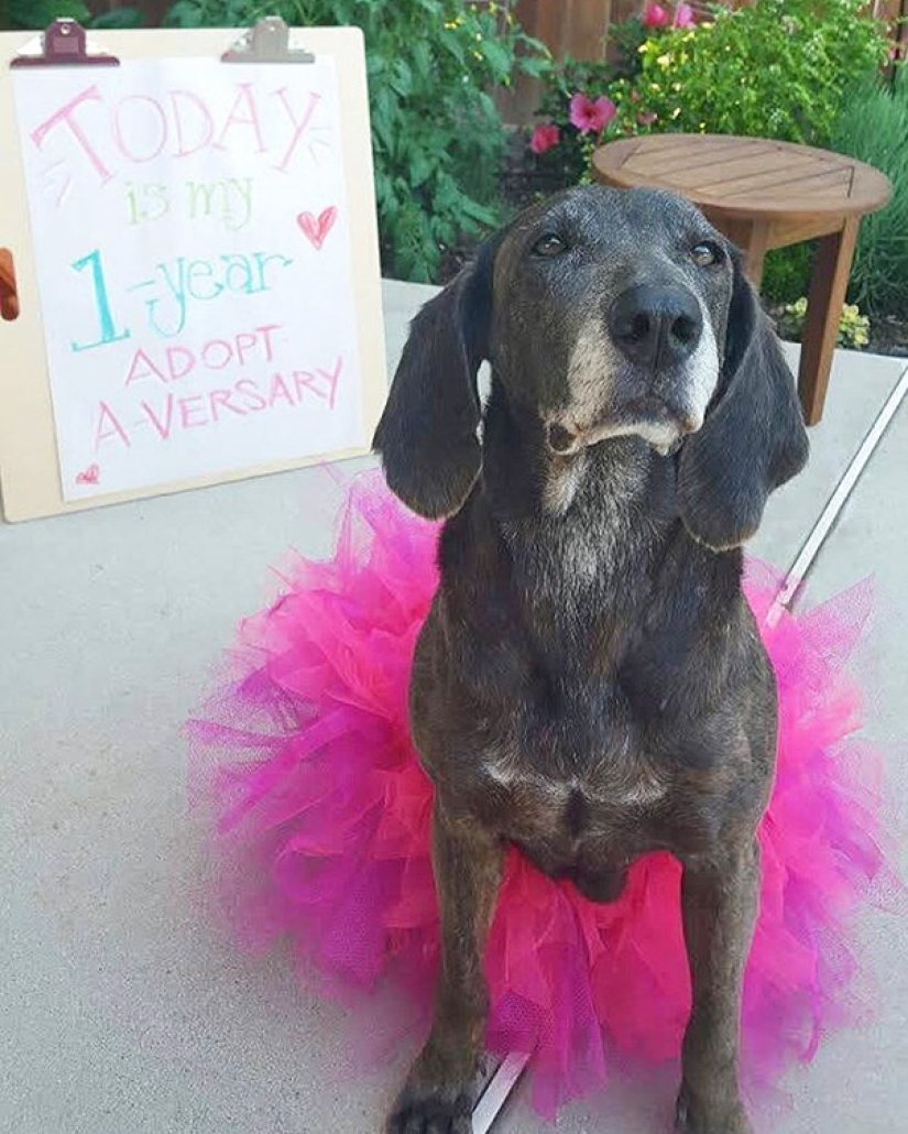 The happiness of old dogs who were taken from the street