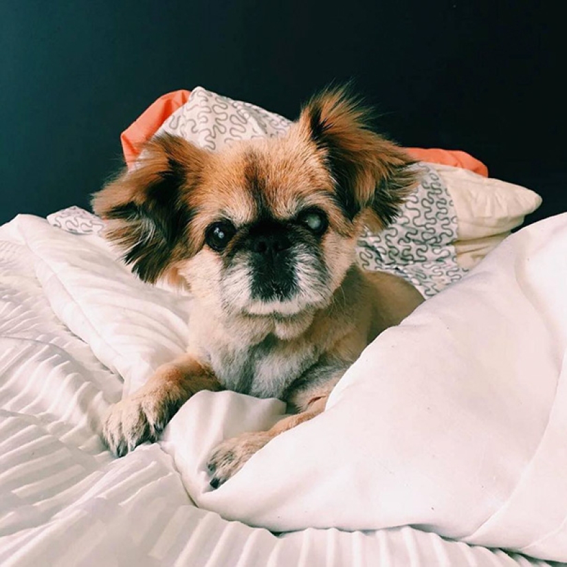 The happiness of old dogs who were taken from the street