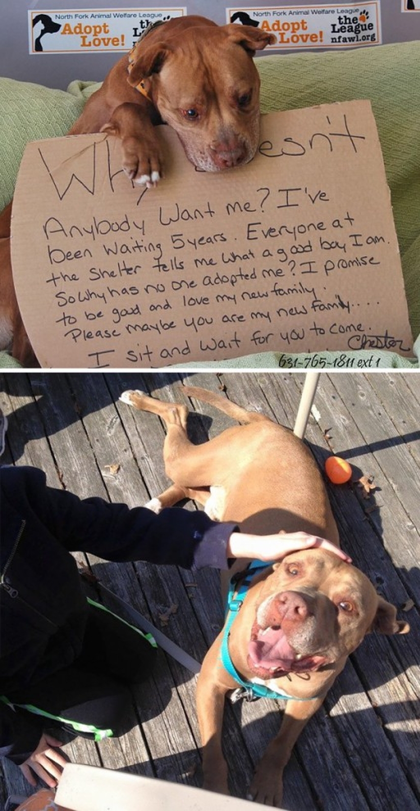 The happiness of old dogs who were taken from the street