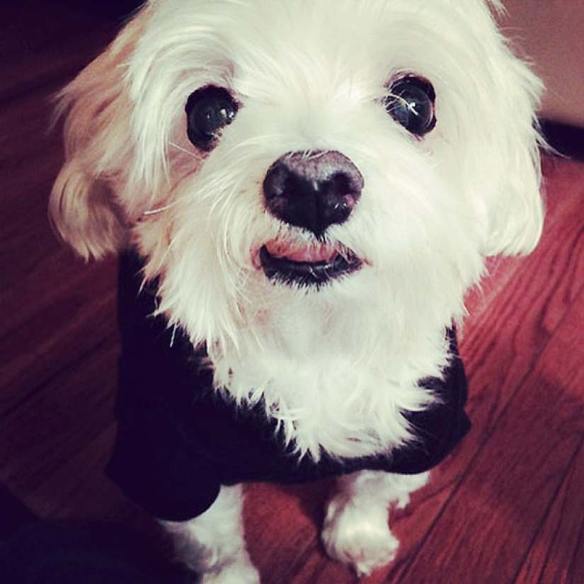 The happiness of old dogs who were taken from the street