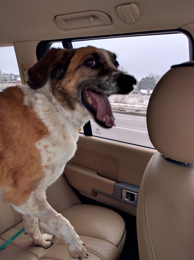 The happiness of old dogs who were taken from the street