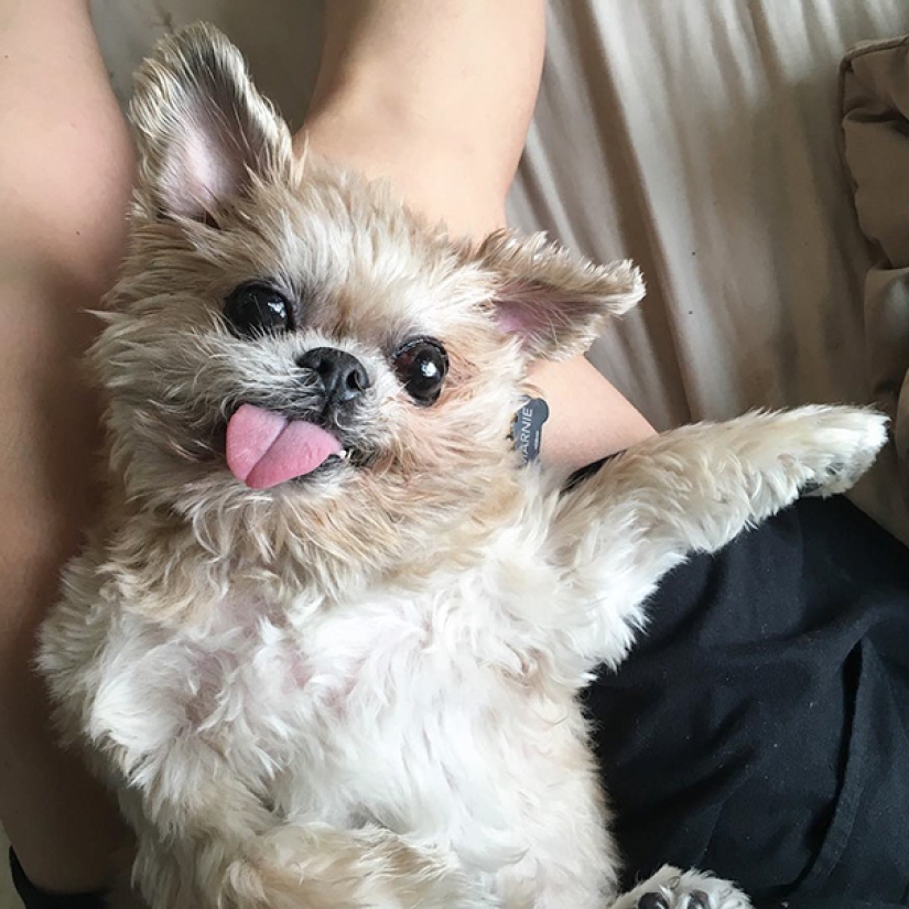 The happiness of old dogs who were taken from the street