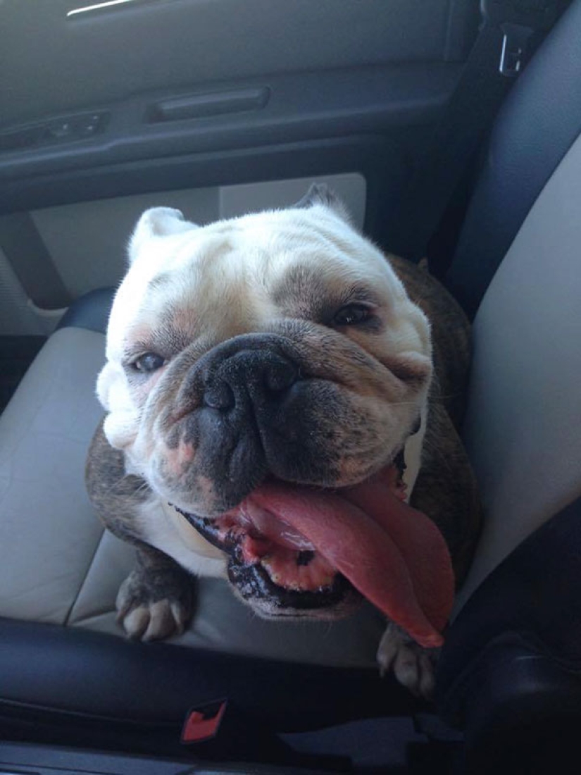 The happiness of old dogs who were taken from the street