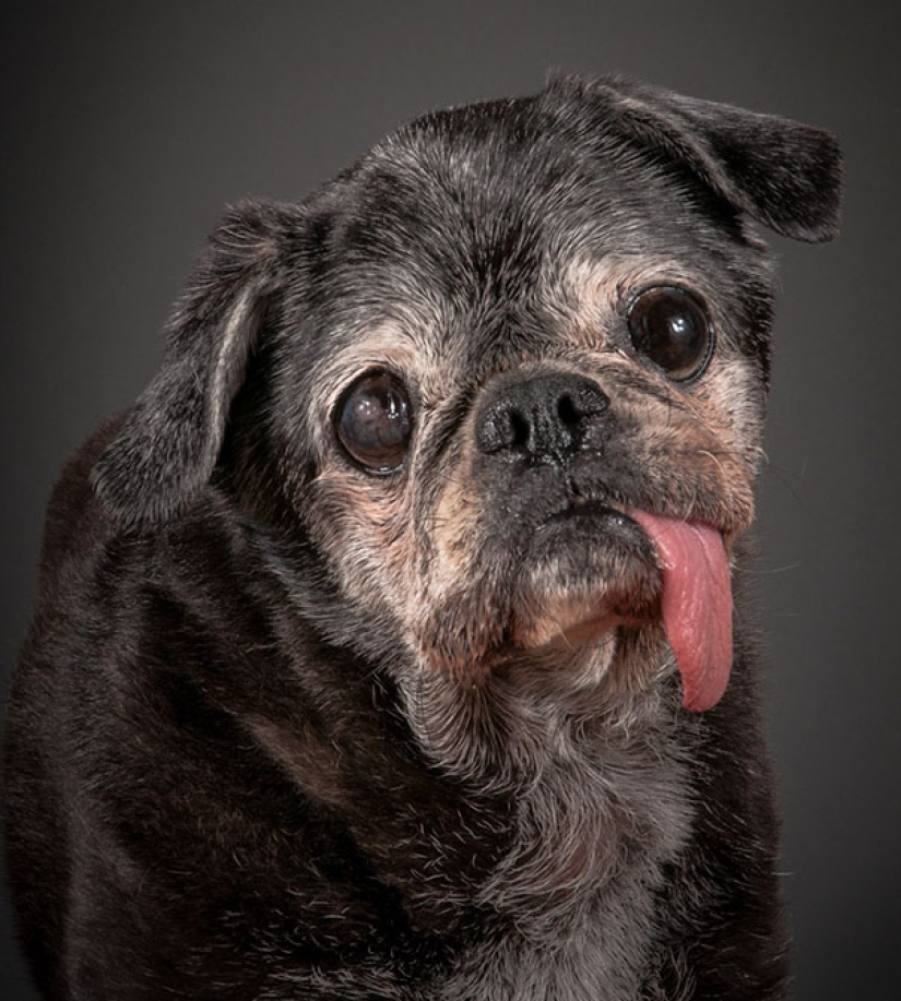The happiness of old dogs who were taken from the street