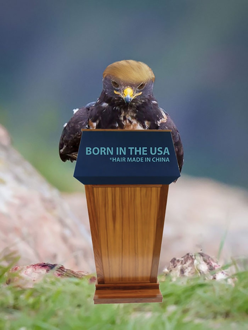 The hawk became the hero of the photoshop battle