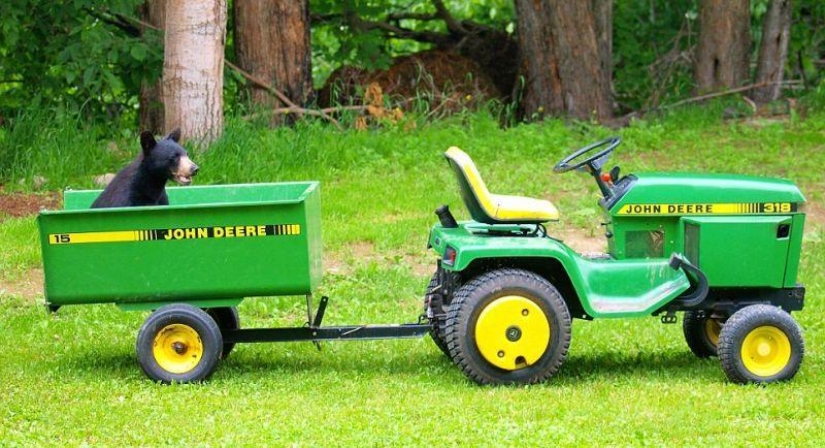 The humanized life of the family of black bears The humanized life of the family of black bears