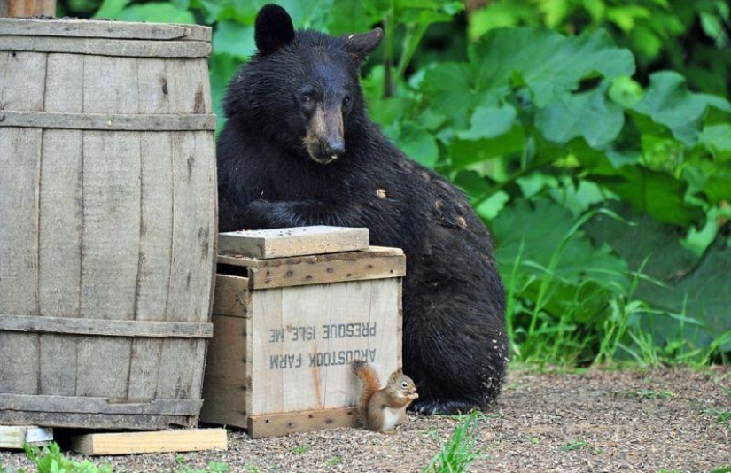 The humanized life of the family of black bears The humanized life of the family of black bears