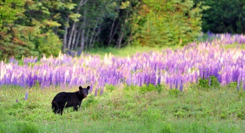 The humanized life of the family of black bears The humanized life of the family of black bears