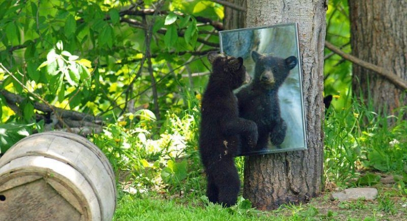 The humanized life of the family of black bears The humanized life of the family of black bears