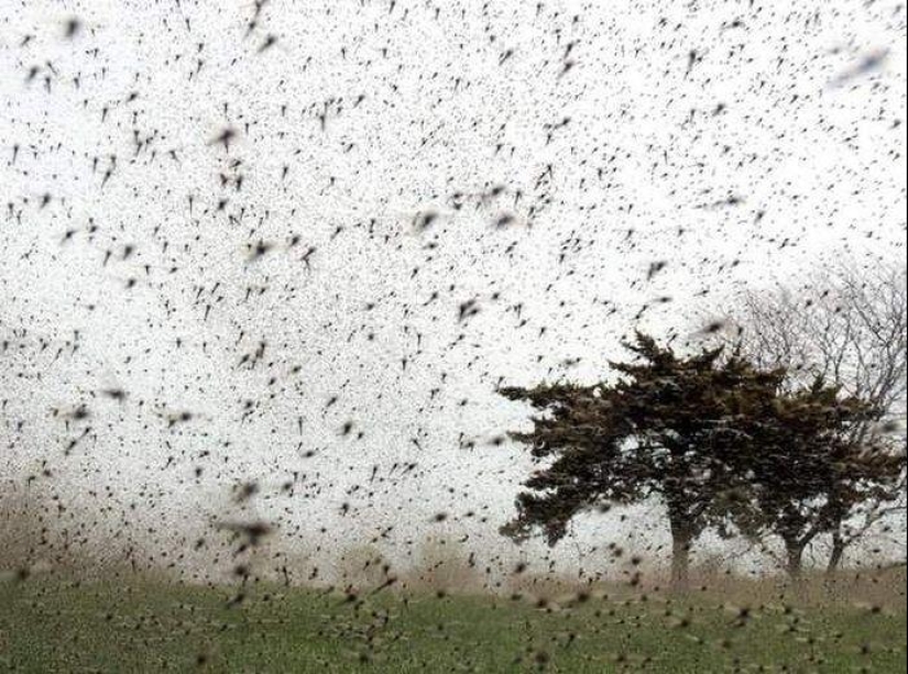 The invasion of mosquitoes in Wisconsin