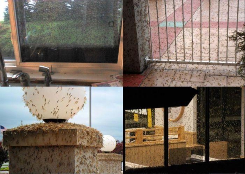 The invasion of mosquitoes in Wisconsin