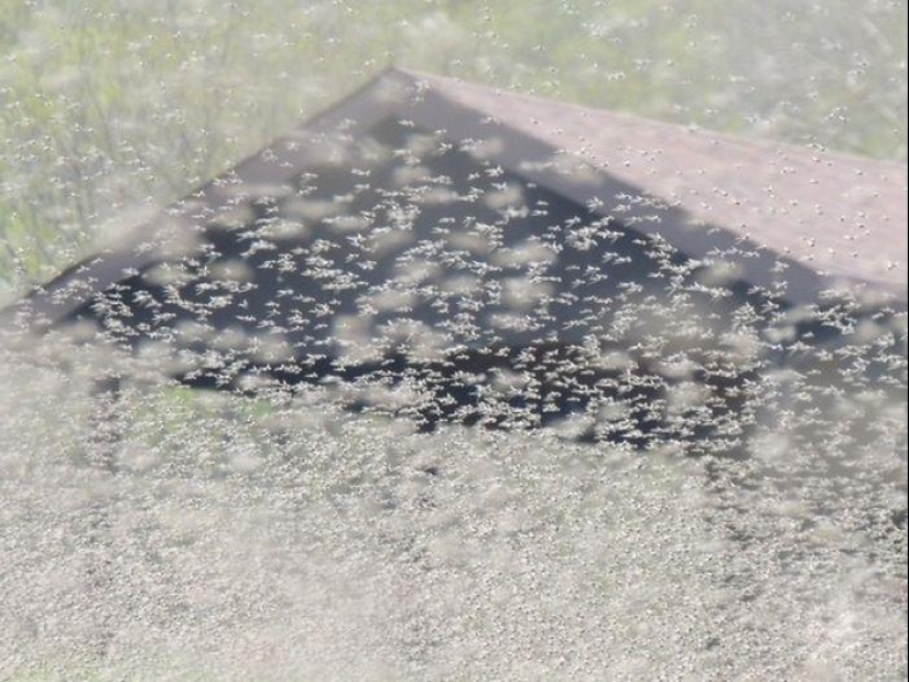 The invasion of mosquitoes in Wisconsin