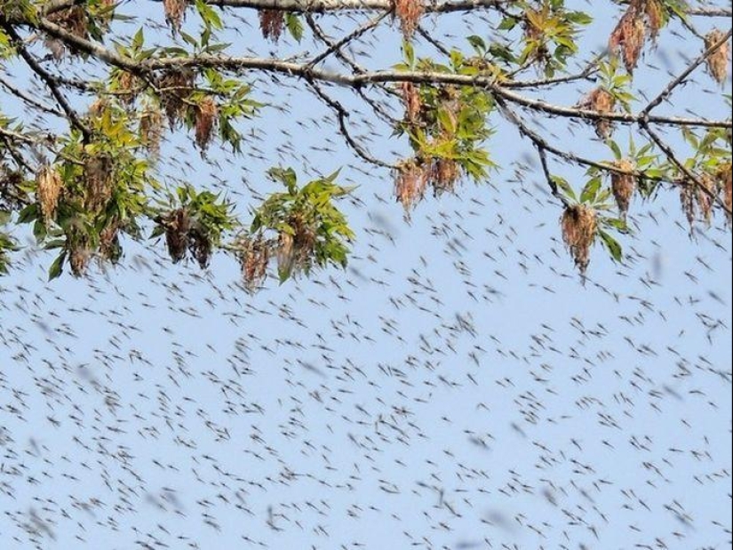 The invasion of mosquitoes in Wisconsin