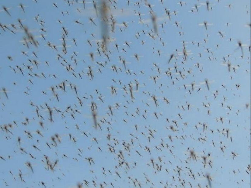 The invasion of mosquitoes in Wisconsin