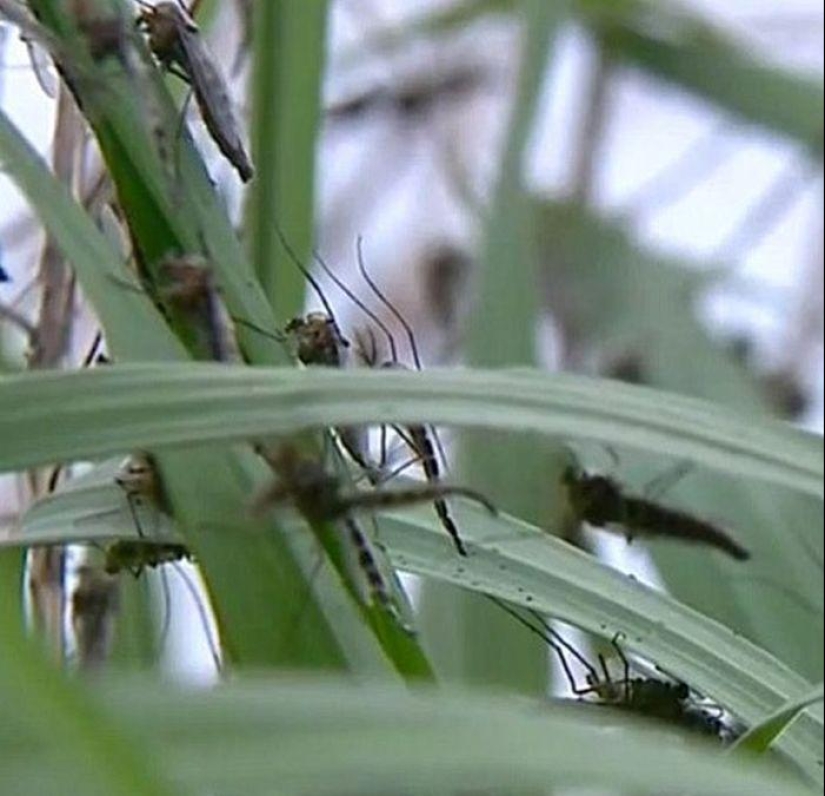The invasion of mosquitoes in Wisconsin