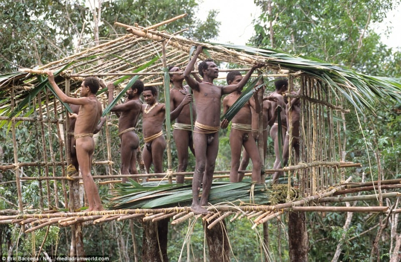 The Korowai are a mysterious tribe of cannibals who have recently learned about civilization