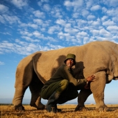 The last rhinoceros on the planet