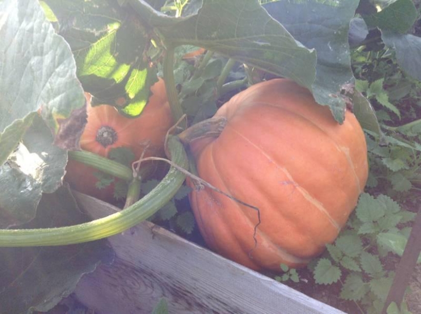 The life of a downshifter in the Russian outback