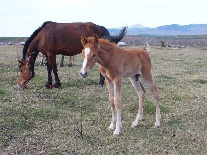 The life of a downshifter in the Russian outback