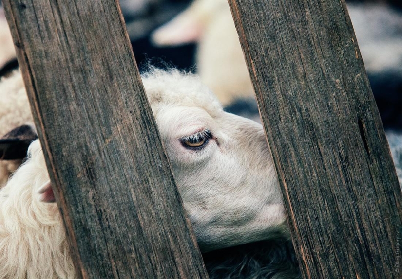 The life of shepherds in the meadow