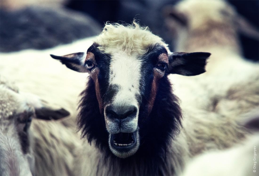 The life of shepherds in the meadow