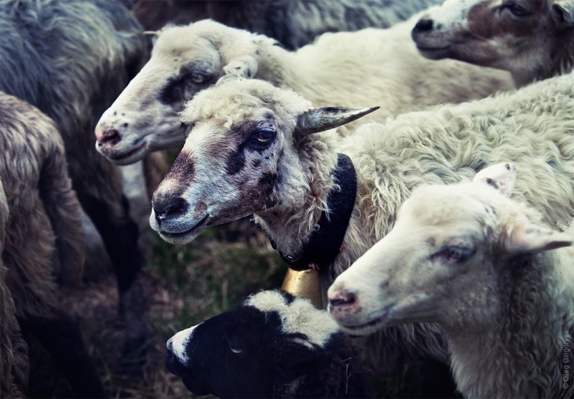 The life of shepherds in the meadow