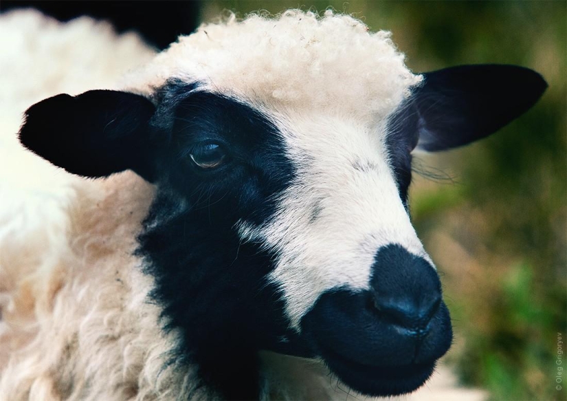 The life of shepherds in the meadow