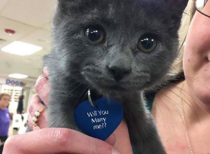 The lover proposed with the help of the kitten Gandalf from the shelter