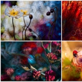 The magic of macro photography by Magdalena Vasicek
