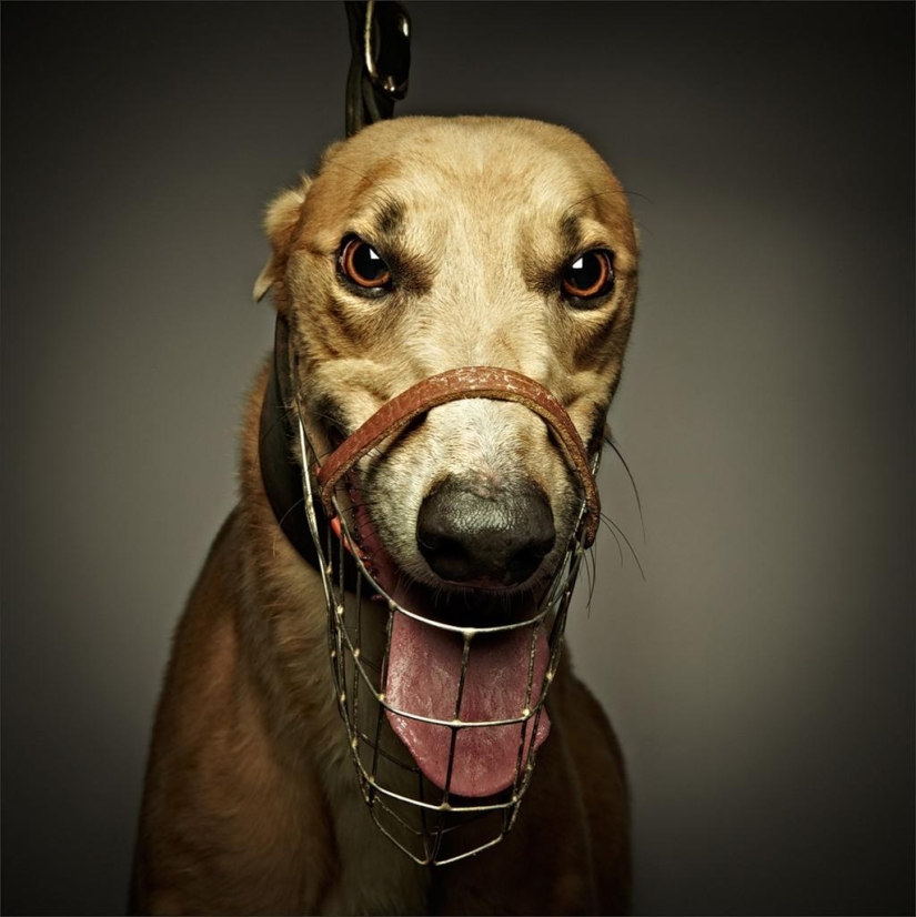 The more I get to know people, the more I like dogs The more I get to know people, the more I like dogs