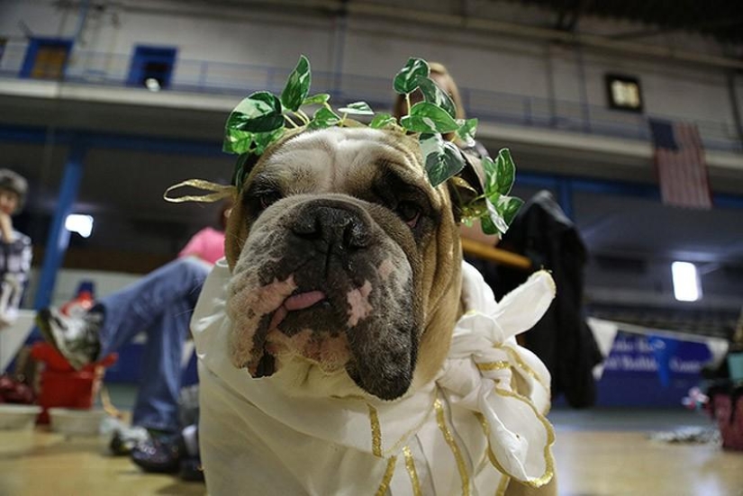 The most beautiful bulldog in the world