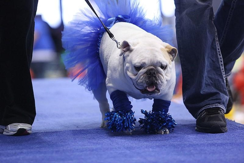 The most beautiful bulldog in the world