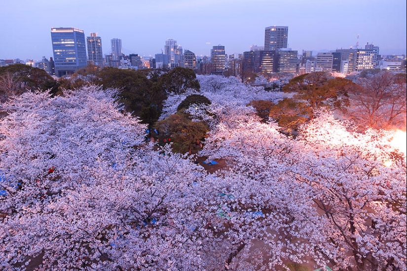 The most beautiful cherry blossom photos of 2014