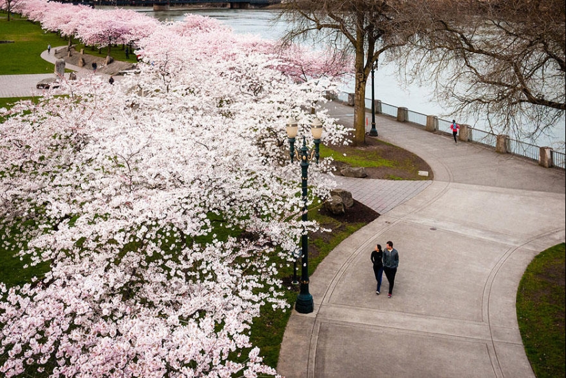 The most beautiful cherry blossom photos of 2014