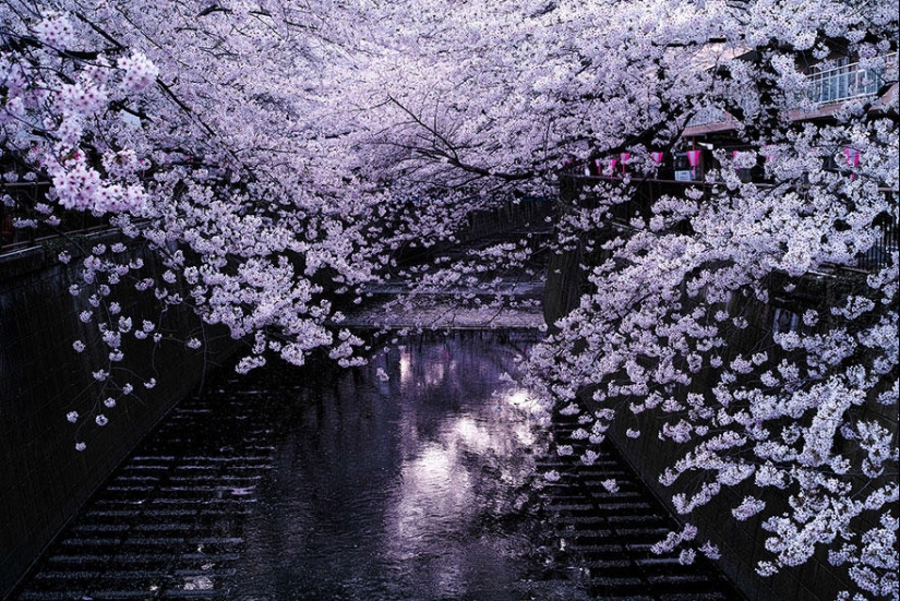 The most beautiful cherry blossom photos of 2014
