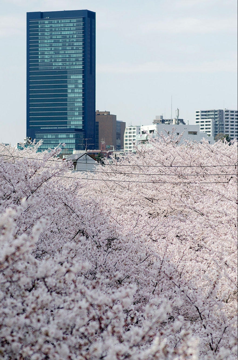 The most beautiful cherry blossom photos of 2014