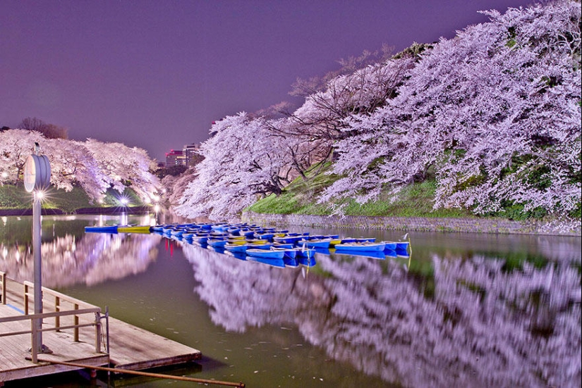 The most beautiful cherry blossom photos of 2014