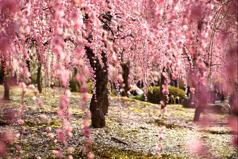 The most beautiful cherry blossom photos of 2014