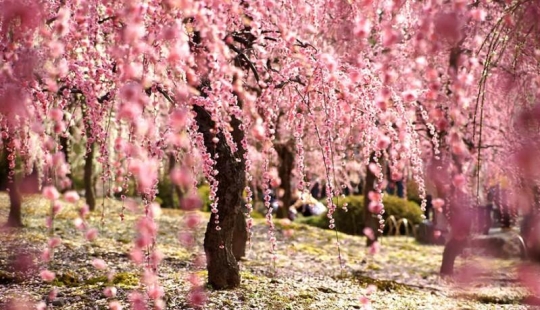 The most beautiful cherry blossoms around the world The most beautiful cherry blossoms around the world