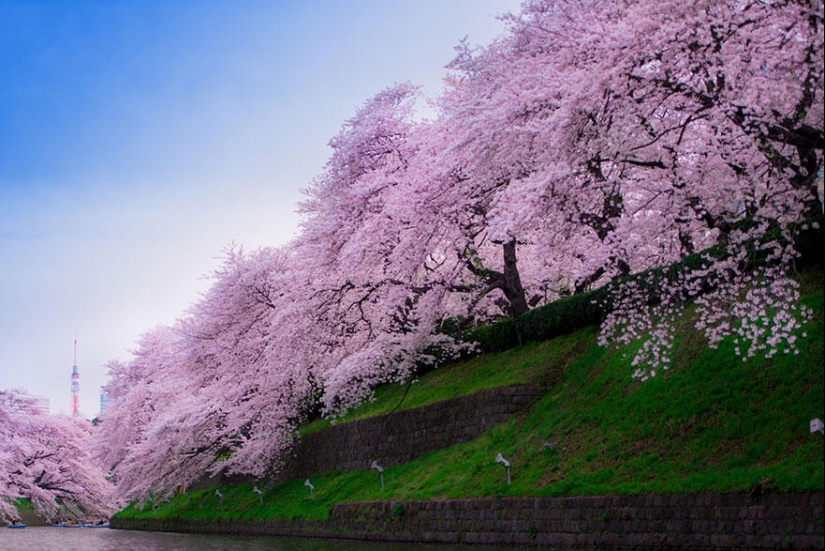 The most beautiful cherry blossom photos of 2014