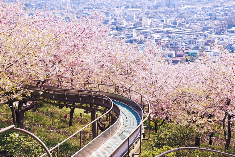 The most beautiful cherry blossom photos of 2014