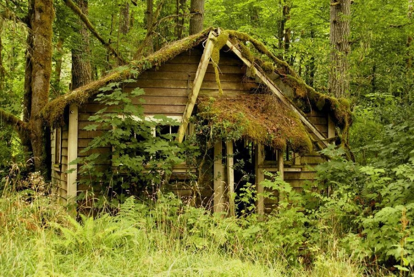 The most beautiful houses in the forest