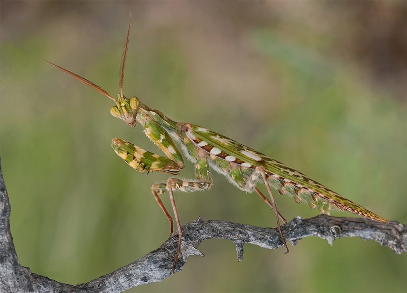 The most beautiful praying mantises