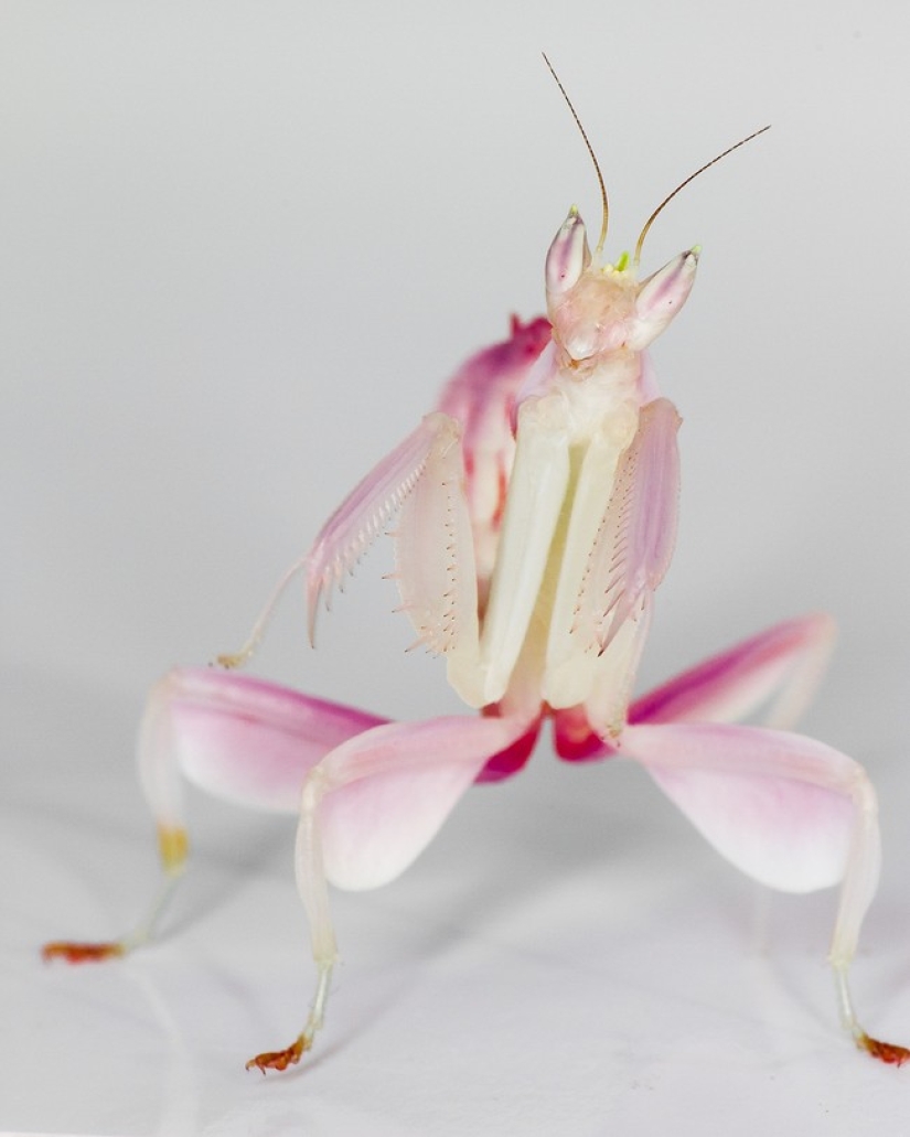 The most beautiful praying mantises