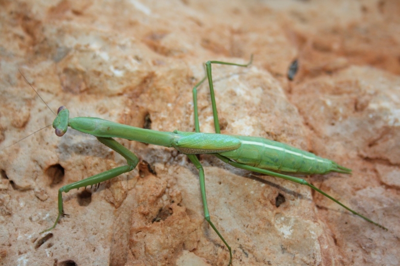 The most beautiful praying mantises