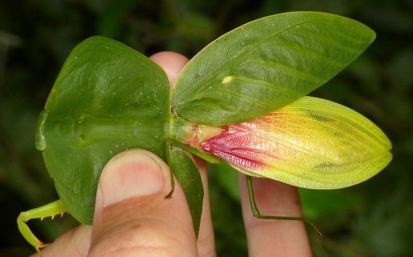 The most beautiful praying mantises