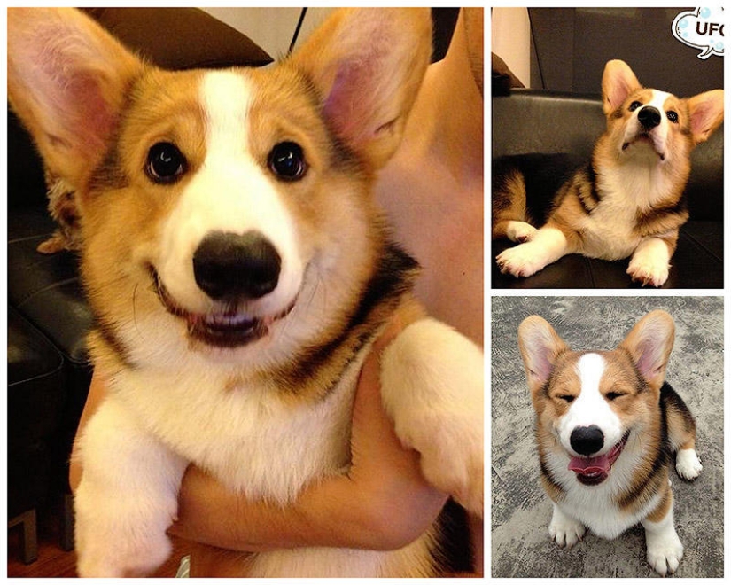 The most emotional dog on Instagram