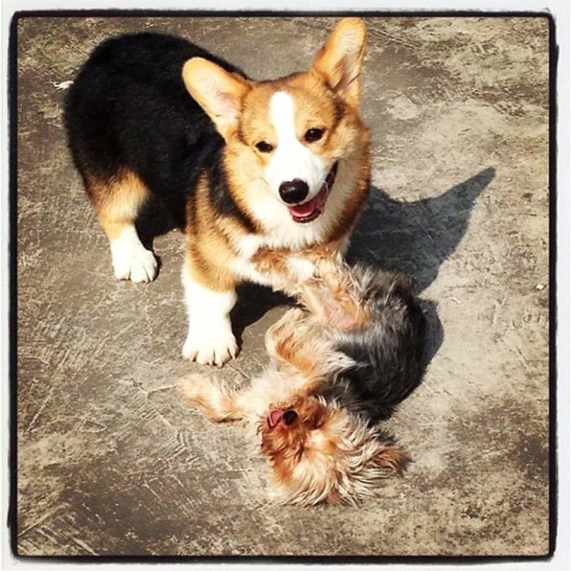 The most emotional dog on Instagram