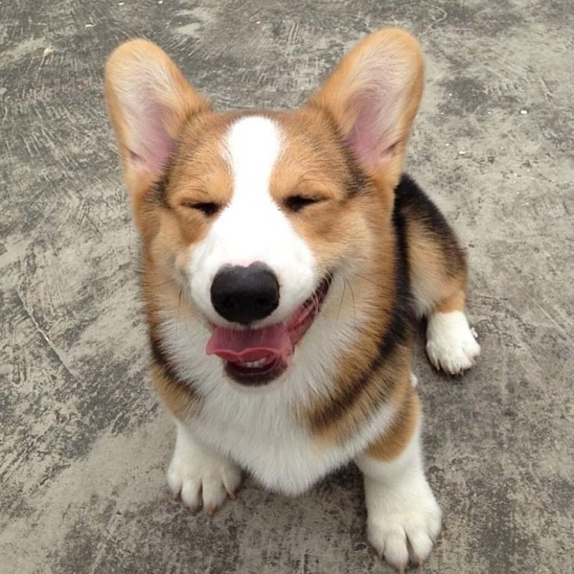 The most emotional dog on Instagram